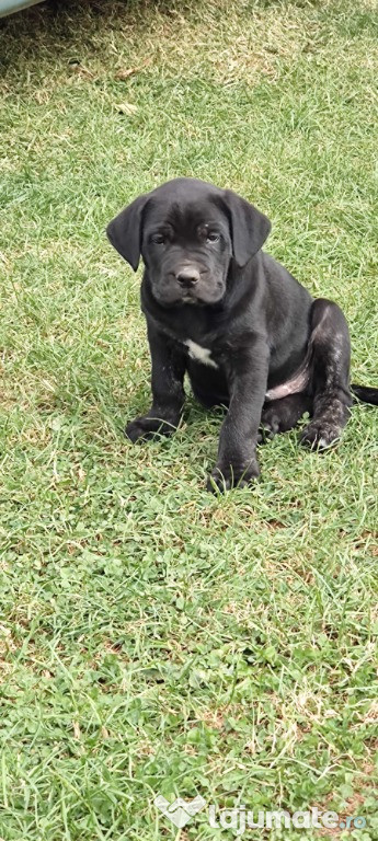 Căței Cane Corso