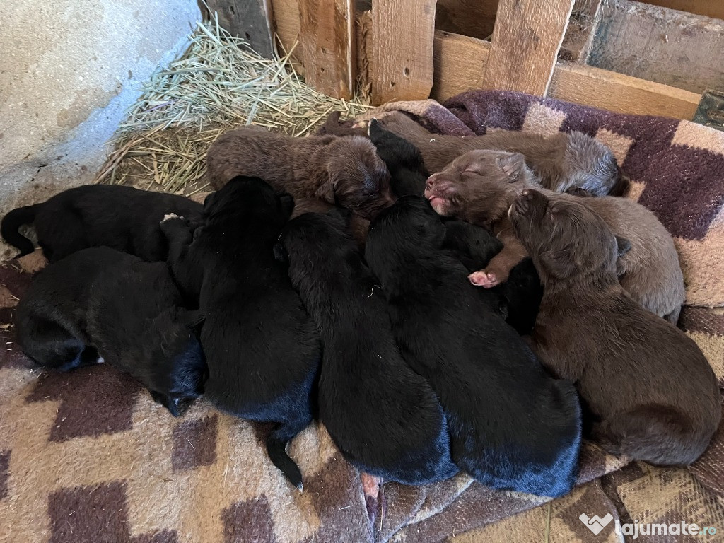 Spre adopție: pui de cățel Ciobănesc Corb / metis