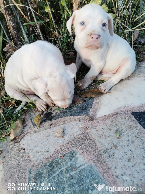 Vând pui amstaff