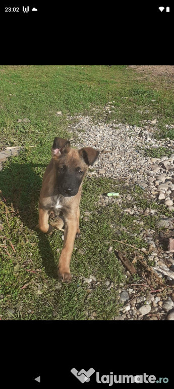 Caței ciobanesc belgian malinois