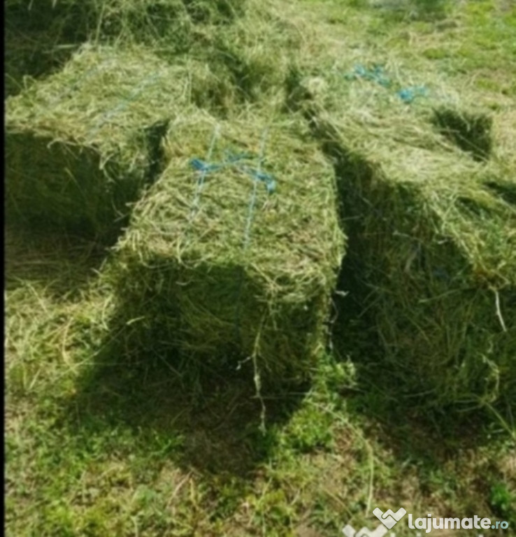 Baloti lucernă