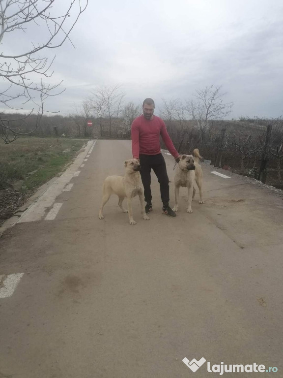 Pereche caini kangal fată și băiat