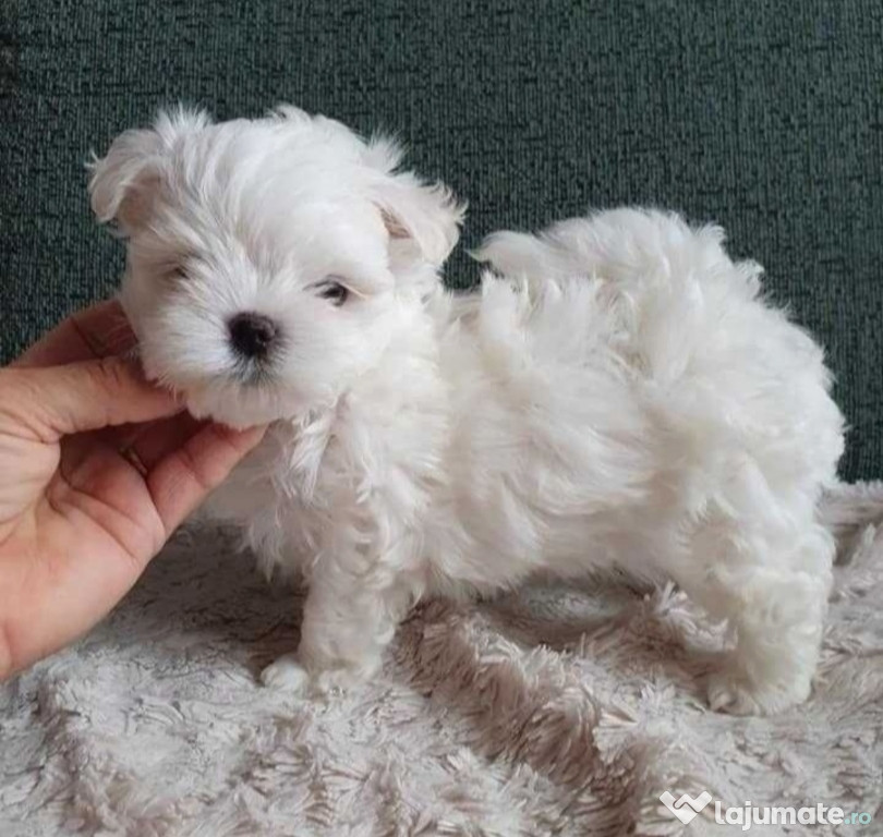 Bichon maltez talie mică