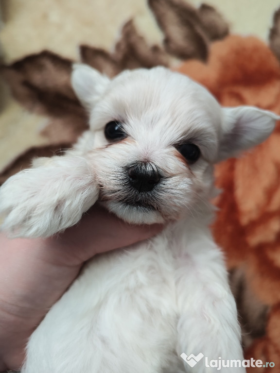 Bichon maltez mini toy