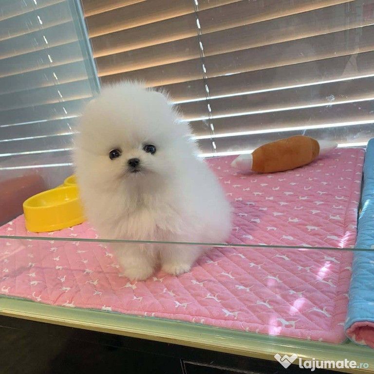 Căței Pomeranian / whatsapp +37129266855