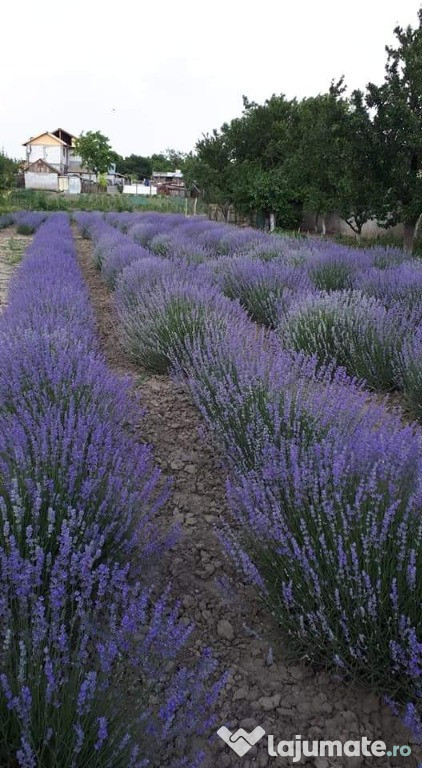 Lavanda BIO proaspat culeasa (iunie 2023)