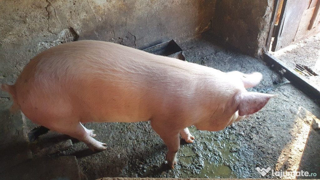 Vând porc maramures