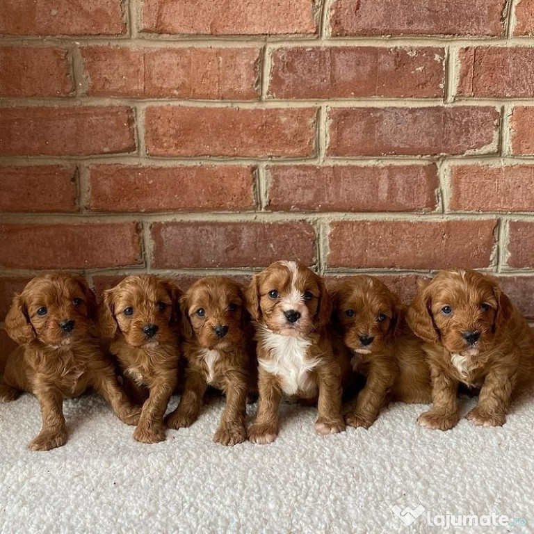 Cățeluși frumoși de cavapoo whatsapp +37129266855