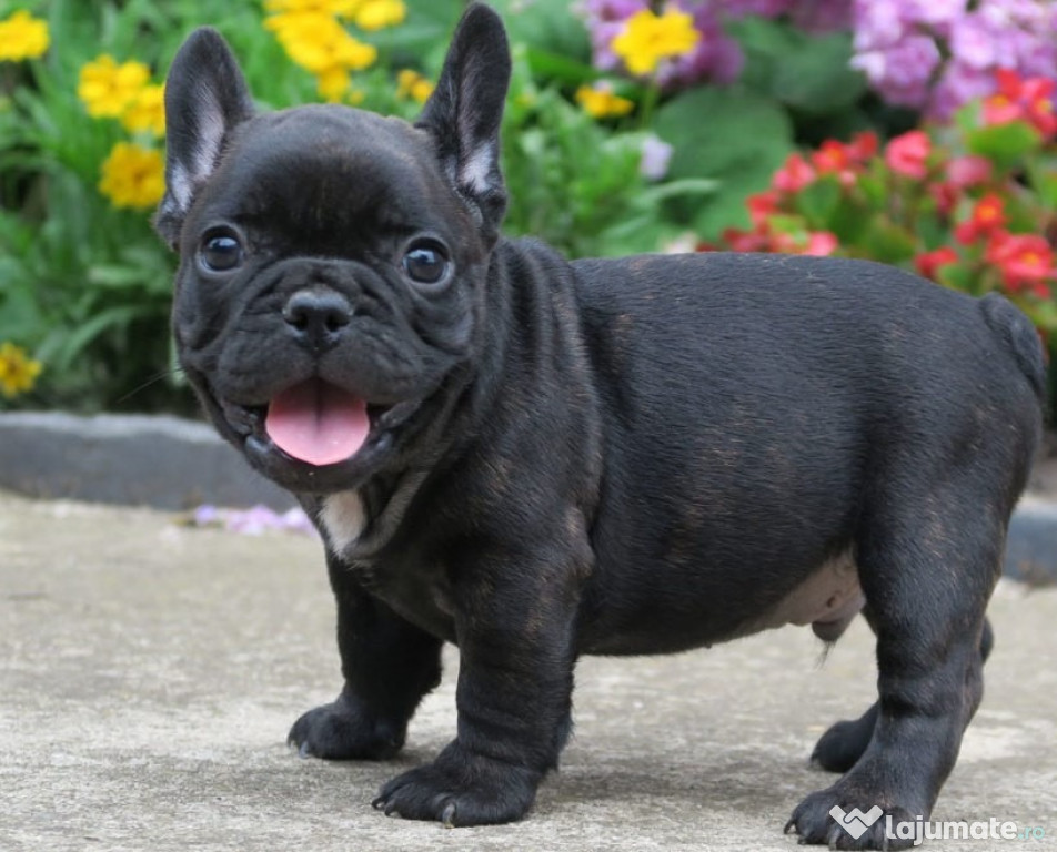 Bulldog Francez, 2 luni, carnet de sănătate