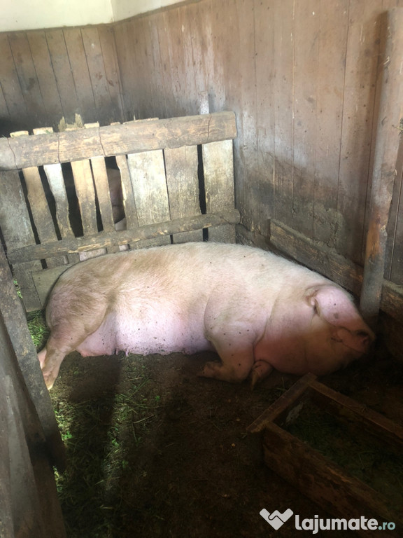 Porc de 280 kg