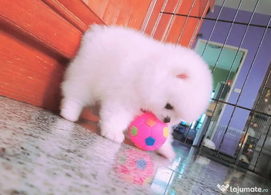 Catei Pomeranian toy ORIGINALI & Pasaport