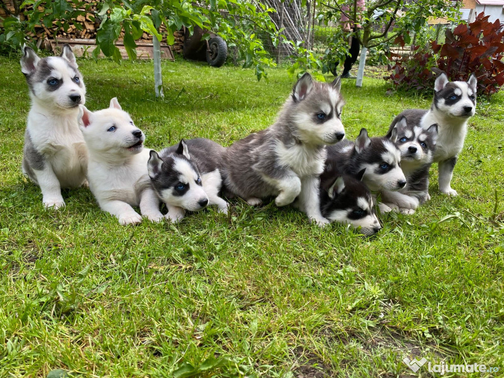 Pui Husky Siberian