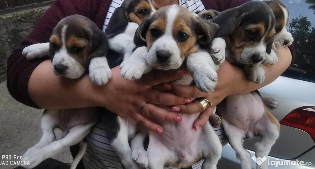 Cățeluși Beagle Tricolor