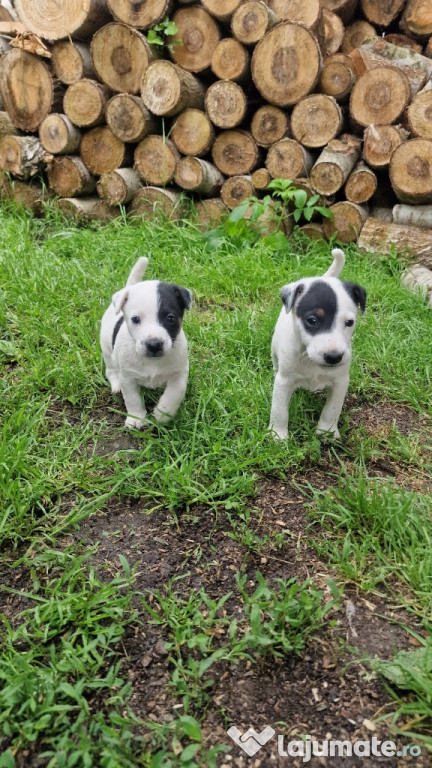 Căței Jack Russell Terrier