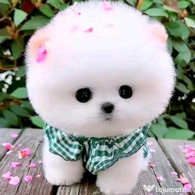 Pomeranian puppy boo mini