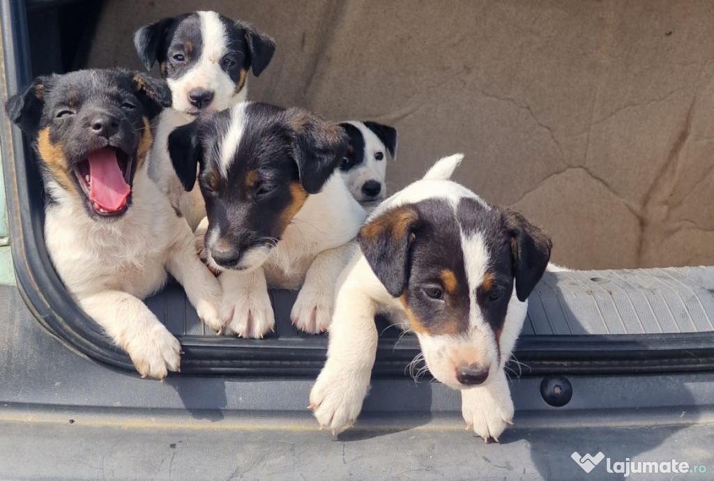 Căței Jack Russell Terrier