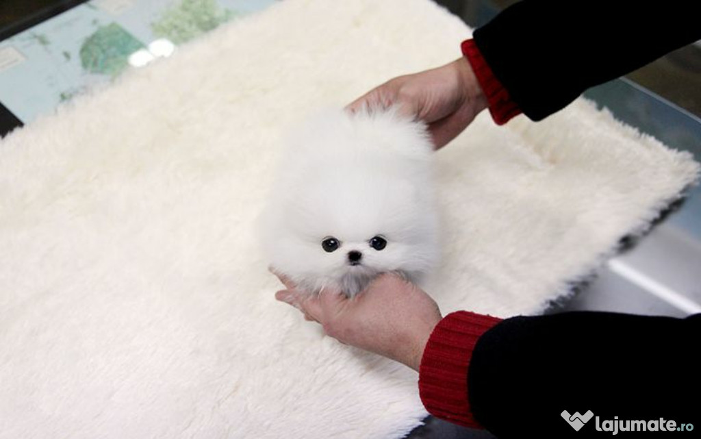 Pomeranian puppy boo mini toy