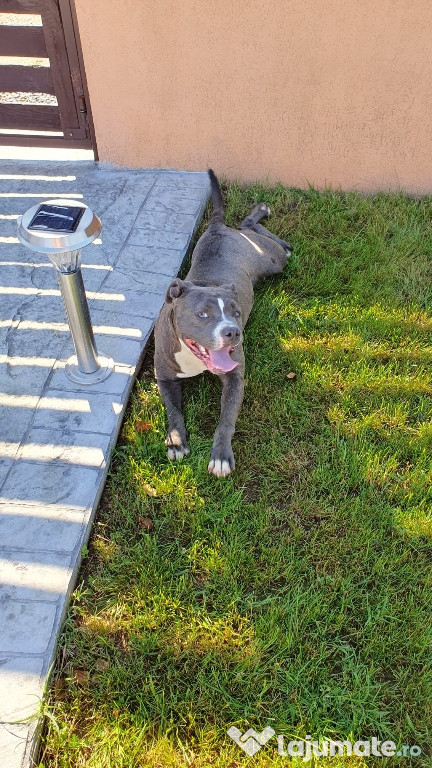 Vând femelă American bully standard