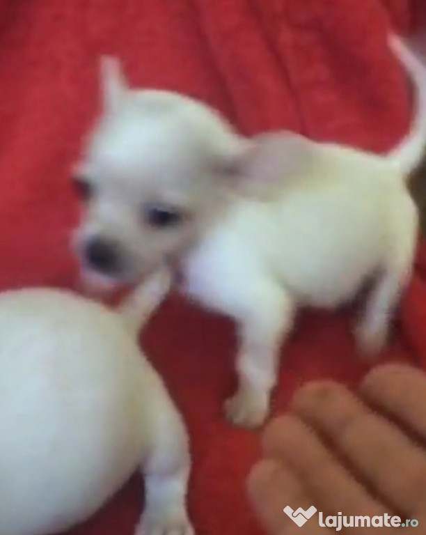 Chihuahua băieței și fetița