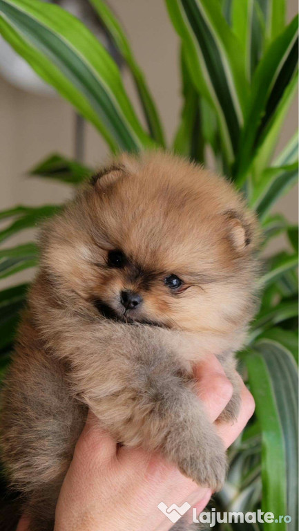 Pui Pomeranian Boo