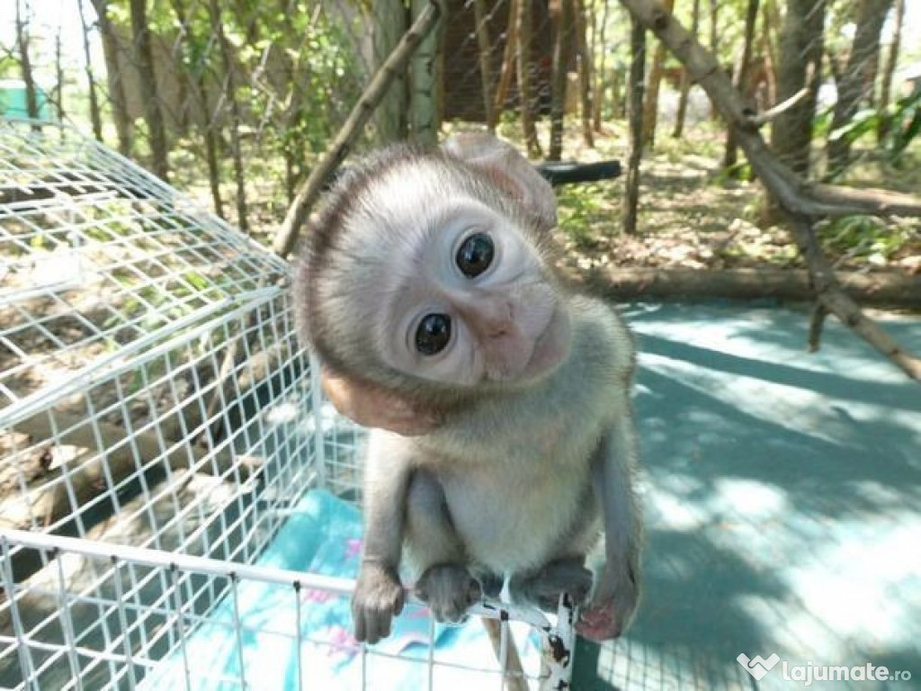 Pui de maimuță capucină pentru adopție