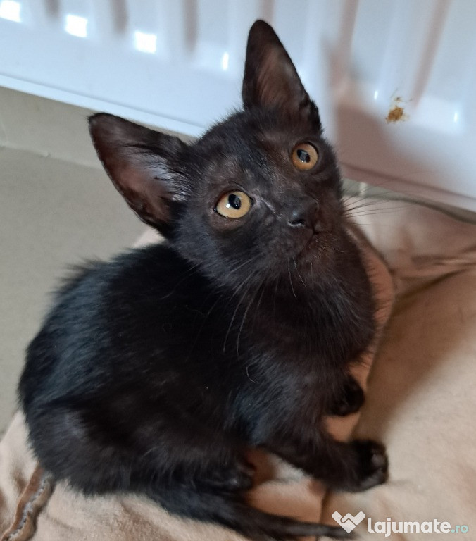 Adoptie pui de pisica neagra