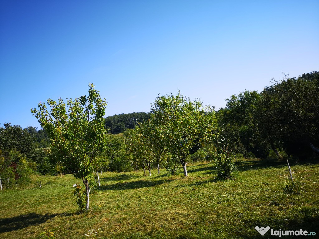 Teren de vanzare intravilan 20 ari