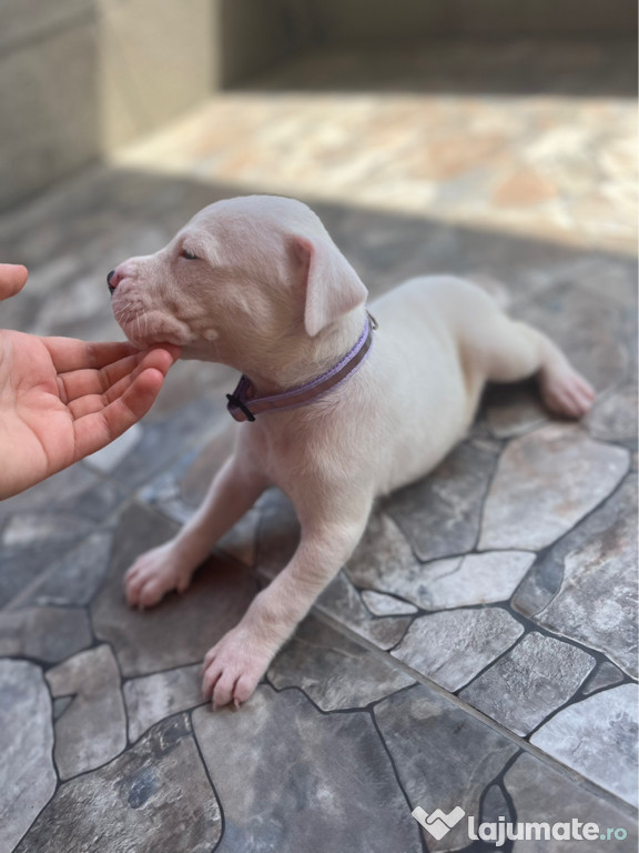 Căței Dogo Argentino