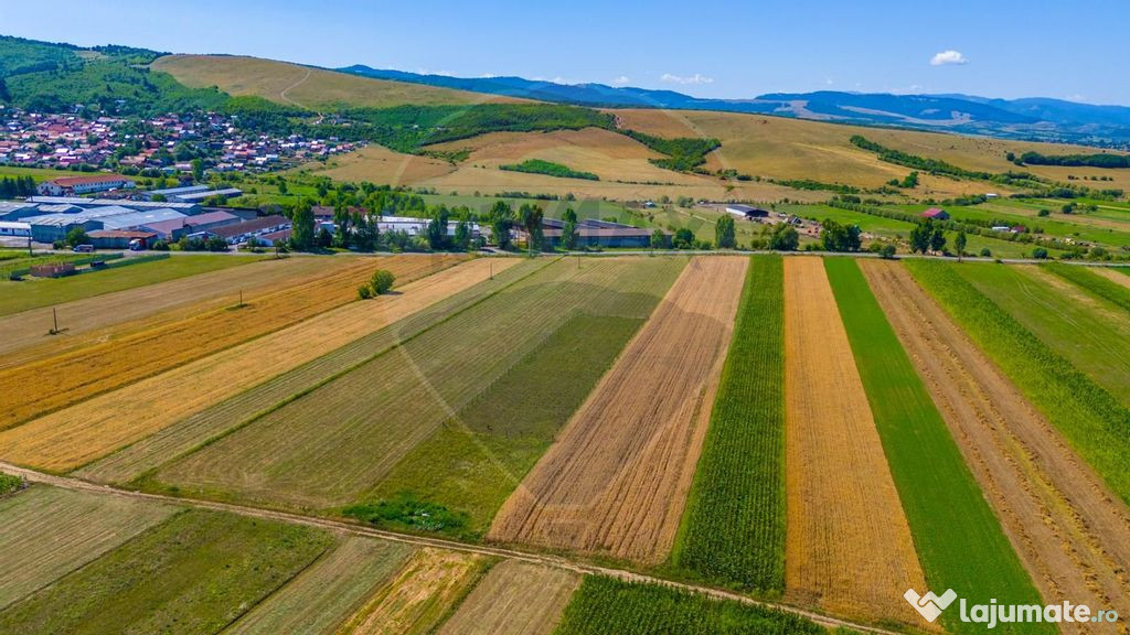 Teren/ Plantatie cu Trandafiri de Damasc 7,000mp Teliu - ...
