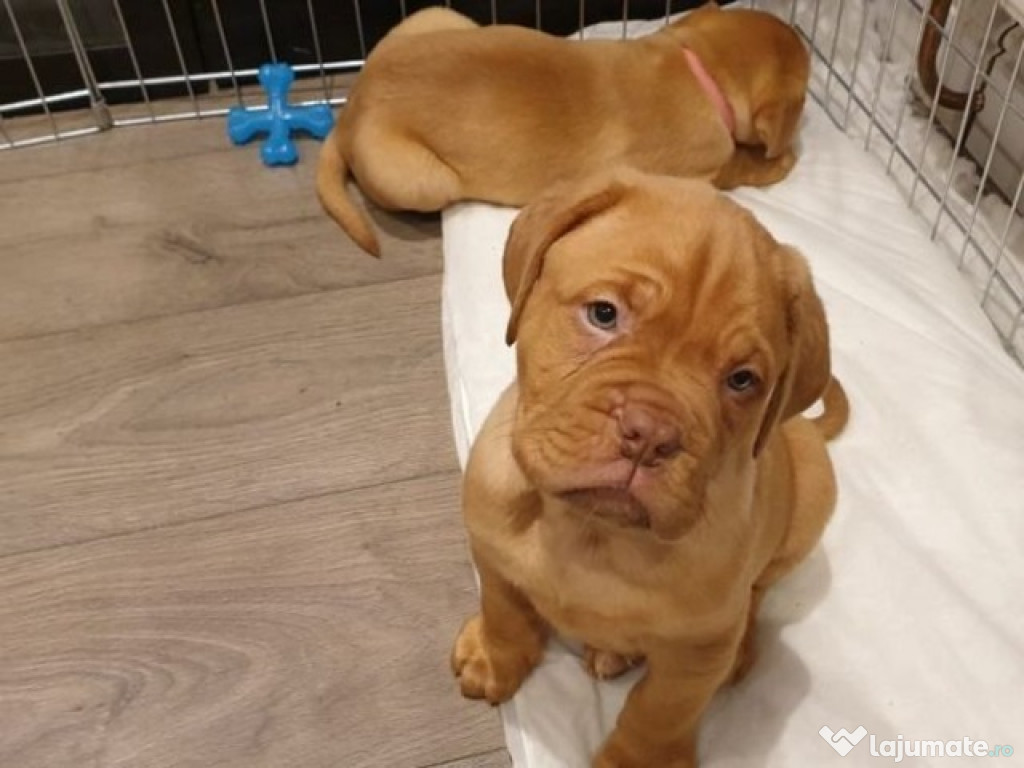 Cățeluși frumoși Dogue de Bordeaux,