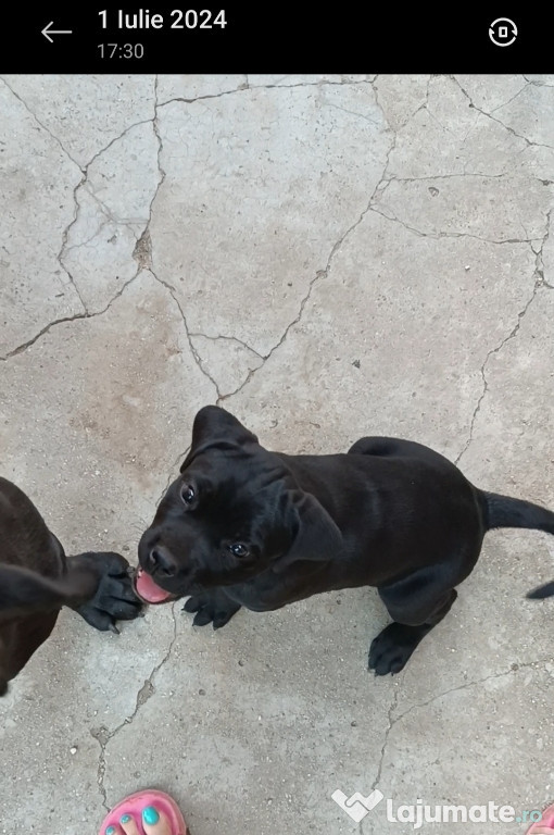 Femela cane corso