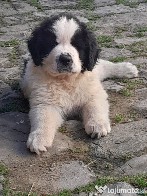 Pui ciobănești românești