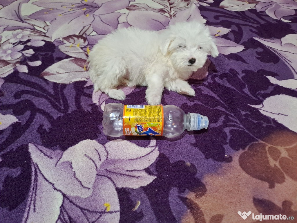 Bichon maltez rasă mică (toy )