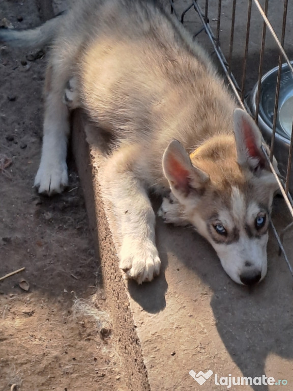 Husky siberian 2 baieti