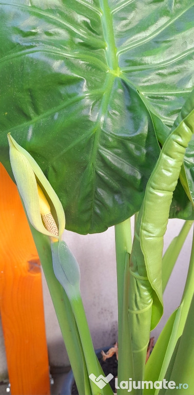 Alocasia plante (urechi de elefant)