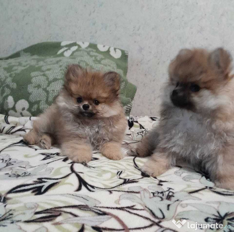 Urgent!!! Cățeluși pomeranian Toy