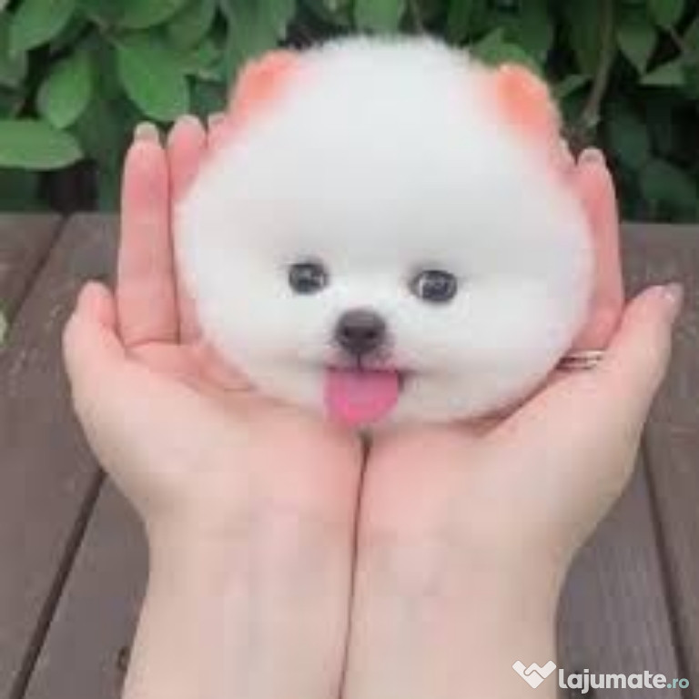 Pomeranian boo original