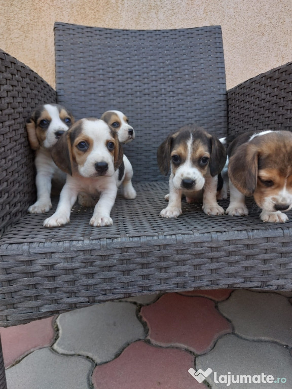 Caței beagle tricolor