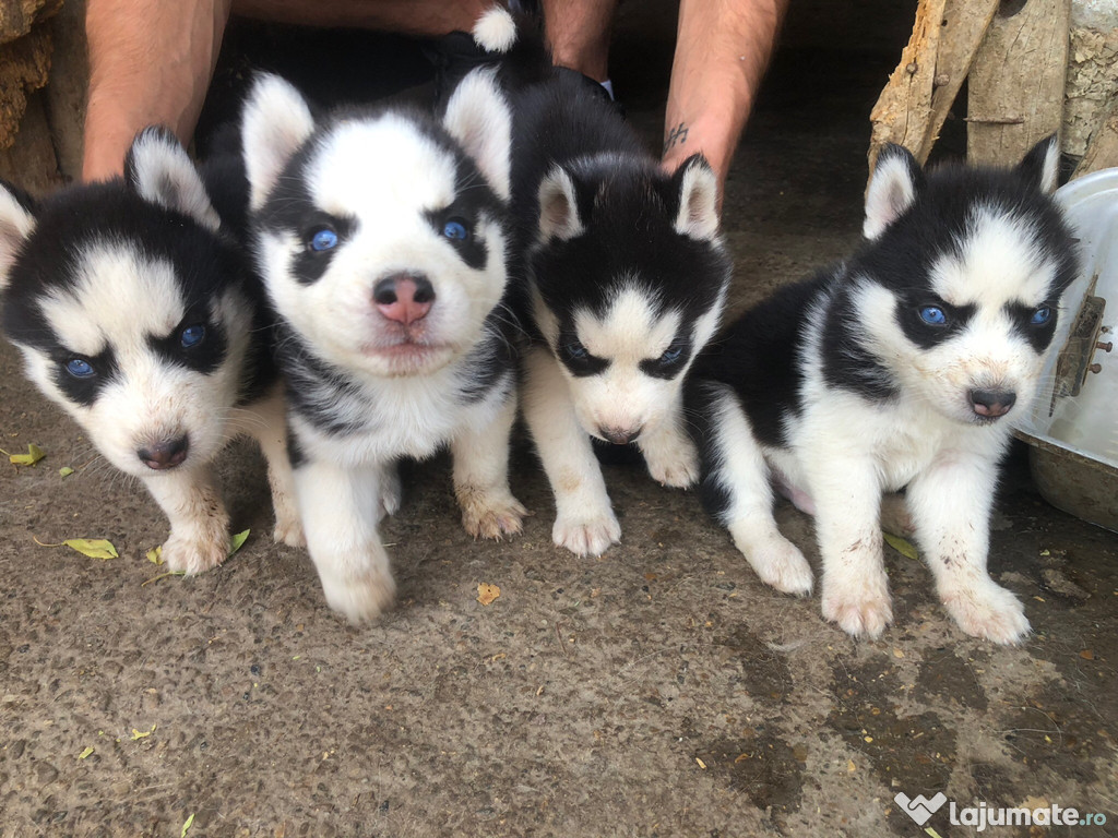 Pui husky siberian
