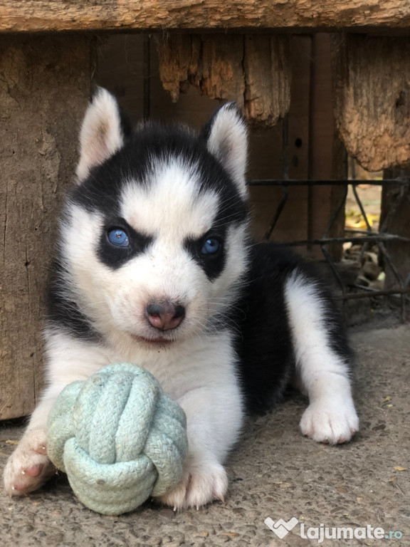 Căței husky siberian