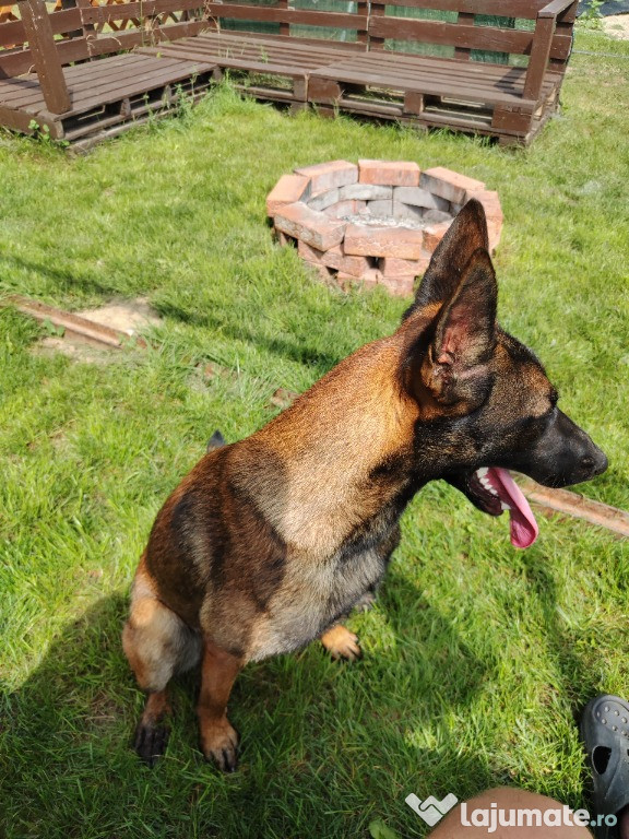 Donez cățea ciobanesc belgian malinois.