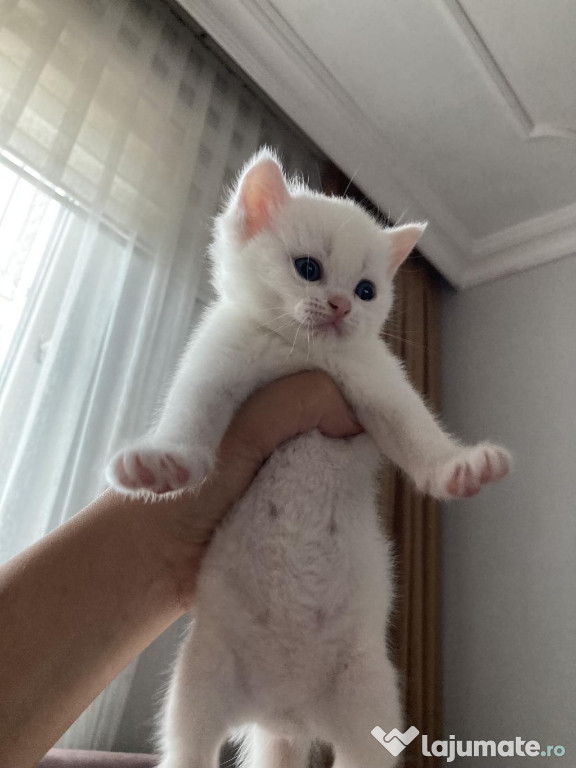 British shorthair puișori