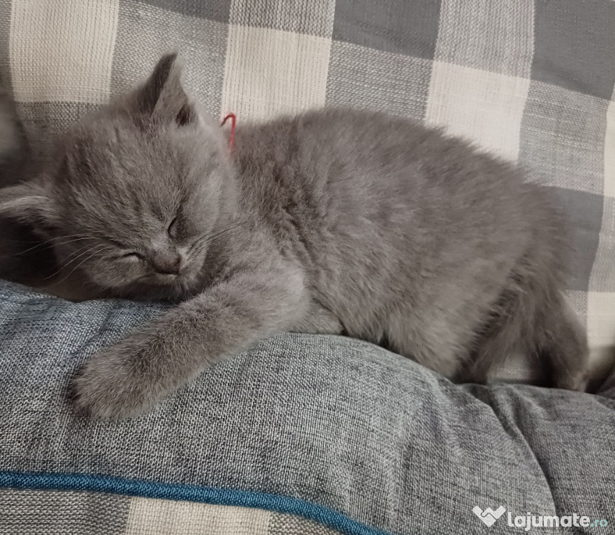 Pisoi British Shorthair