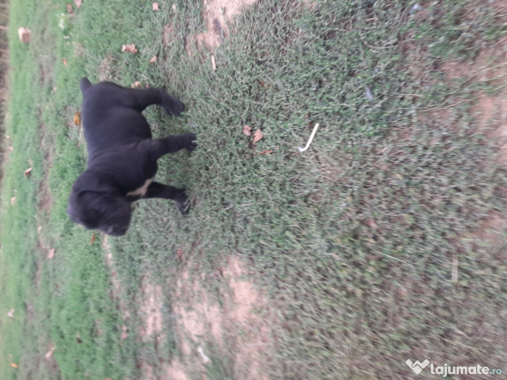 Catel cane corso cu pedigree