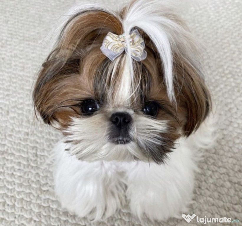 Pui shih-tzu talie mica