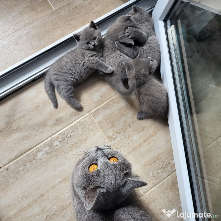 Vand pui british shorthair