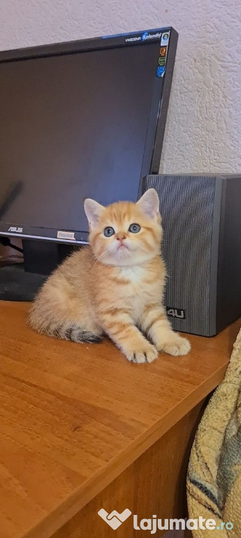 British shorthair