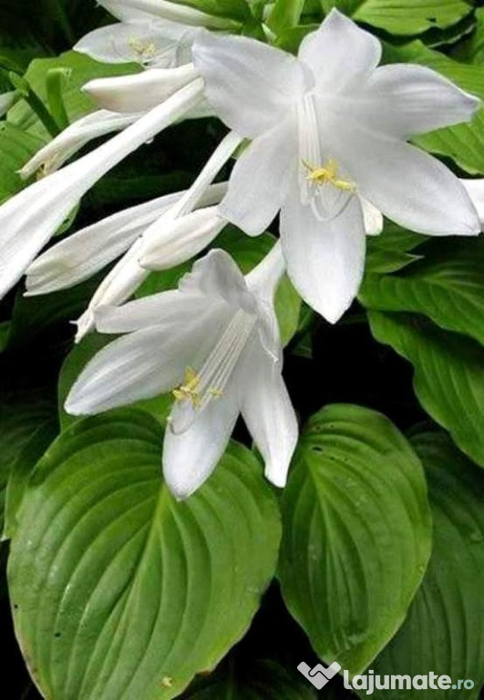 Crini Hosta - plante ornamentale pentru gradina ta