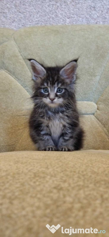 Maine coon puiuți