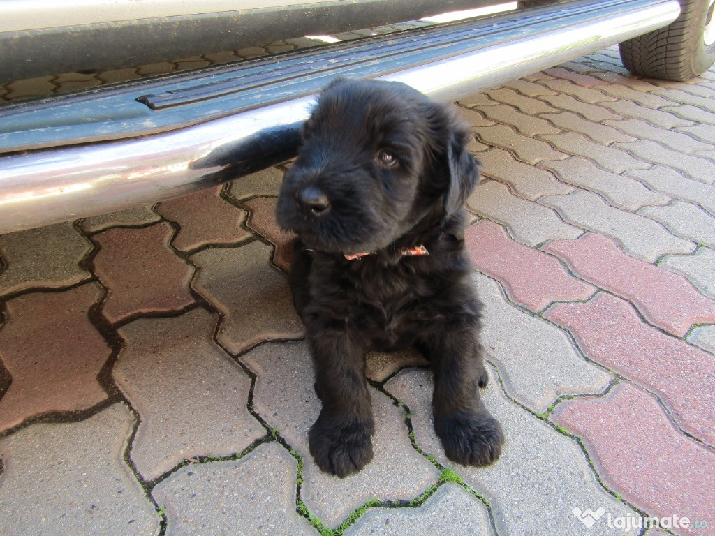 Pui de riesenschnauzer adoptie